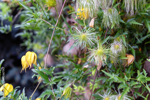 Clematis tangutica flowers in the garden, selective focus. photo