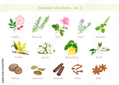 Essential oils plant set. Rosehip, Rosemary, Rose, Thyme, Patchouli, Vanilla, Jasmine, Ylang-Ylang, Neroli, Nutmeg, Cinnamon, Cloves, Anise, Cardamom. Vector cartoon flat illustrations. Aromatherapy.