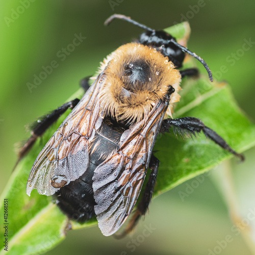 Wet bee on leaf