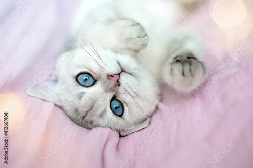 Portrait of a funny white british kitten with blue eyes lies on its back on a pink textile