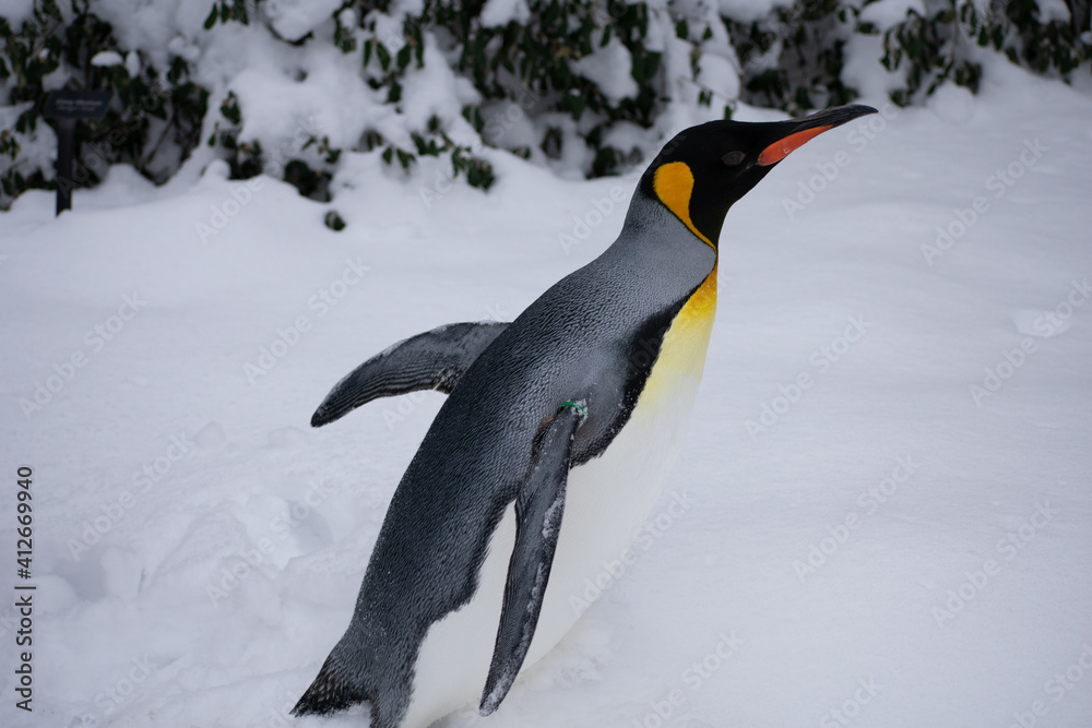 Fototapeta premium penguin on snow