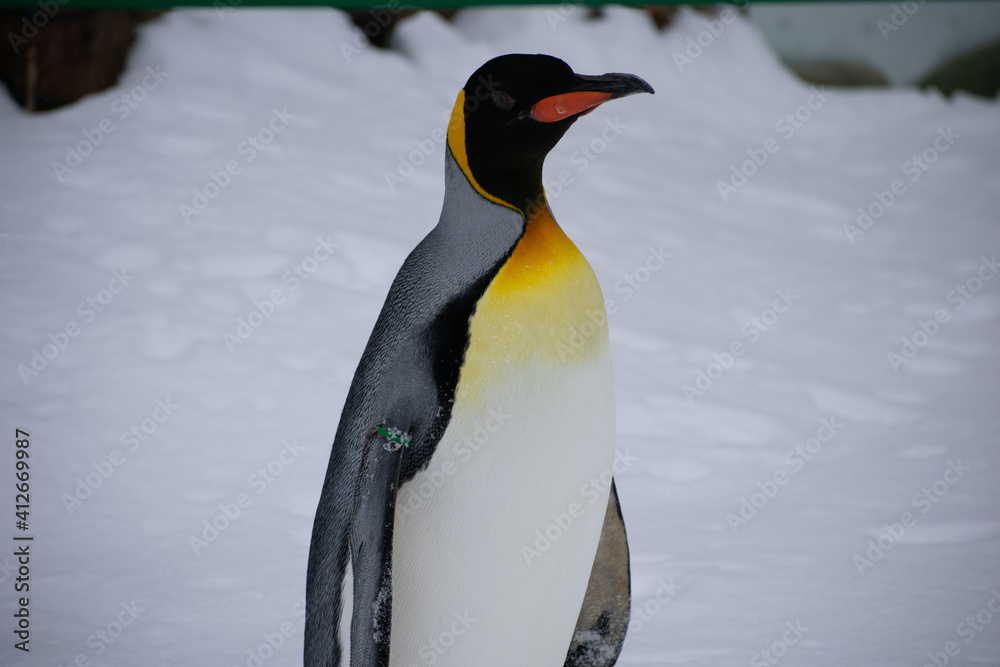 Fototapeta premium penguin in snow