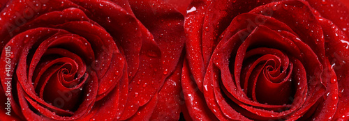 Macro image of two reds rose with water droplets .