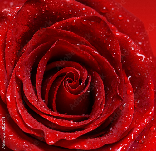 Macro image of red rose with water droplets