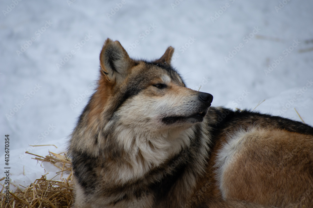 Obraz premium Wolf Gaze