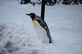 penguin in snow
