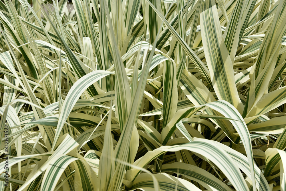 Obraz premium フイリダンチク 葉模様