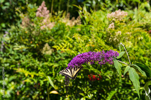 Yellow swallowtail butterfly sitting on a blooming flower photo