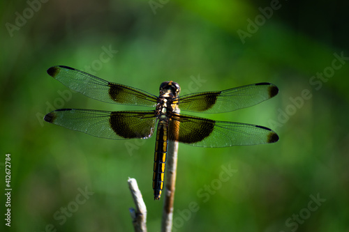 dragonfly on a branch © wattie