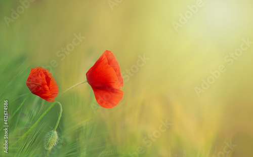 Three red poppies on the background of the field during sunset or sunrise. Natural background with copy space