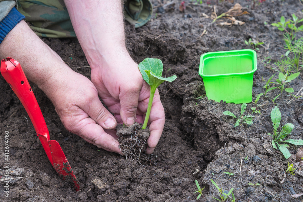Spring gardening concept. Young growth in men's hands, red shovel and green flowerpot on the soil close up Spring gardening concept. Young growth in men's hands, red shovel and green flowerpot on the soil close up