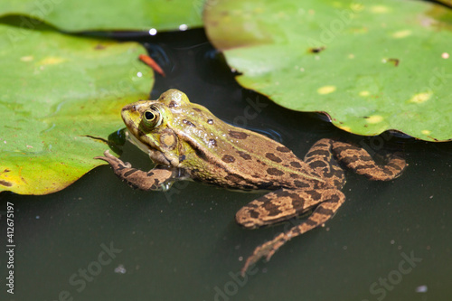 Frog swimming in a pond © Matteo