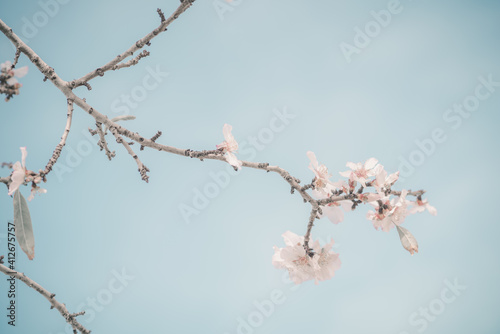 Hello, spring. Abstract dreamy image of spring. Blurred white cherry blossoms tree on blue sky background. Selective focus. Vintage trendy toned.