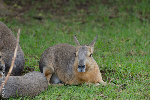 Patagonian mara laying on the green grass, relaxing