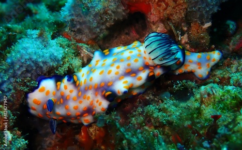 Stunning coloured nudibranch