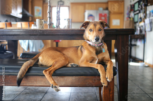 Beautiful Dignified Mix Breed Dog Laying at Home Kitchen Table