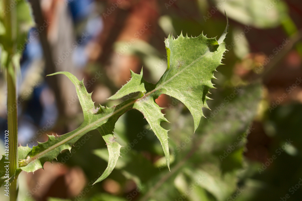 Part of a branch of the sonchus oleraceus (soft thistle) plant Part of a branch of the sonchus oleraceus (soft thistle) plant