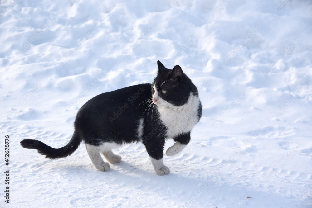 the cat walks in the winter time in the snow