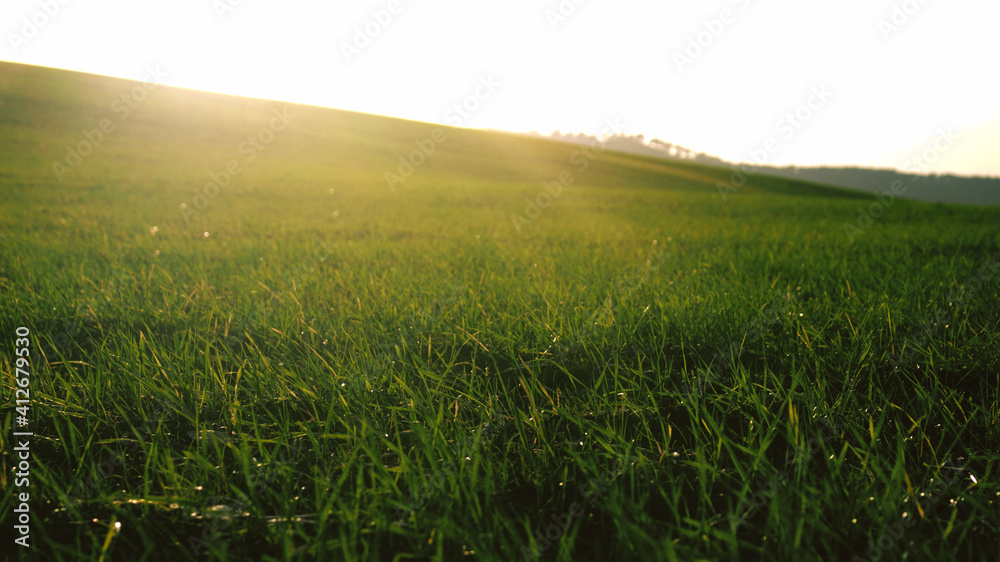 Grass on the field during sunset. Agricultural landscape