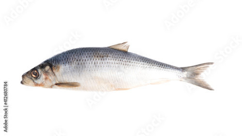 fresh herring on white background
