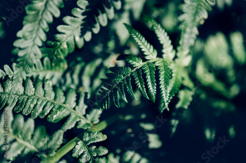 Green Fern close up, macro background image