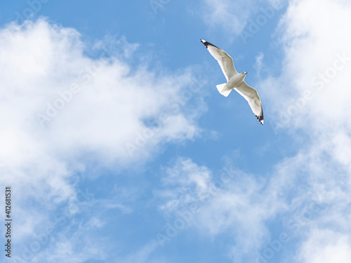 Ring Billed Sea Gull in Flight on Pastel Blue Cloudy Sky