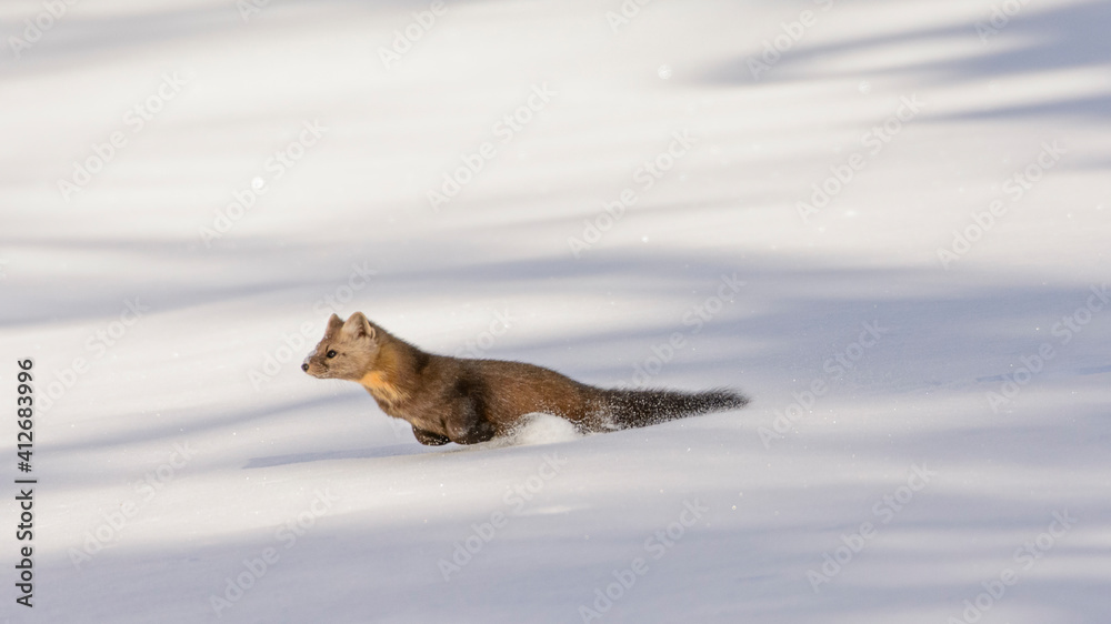 Fototapeta premium Pine Marten in snow