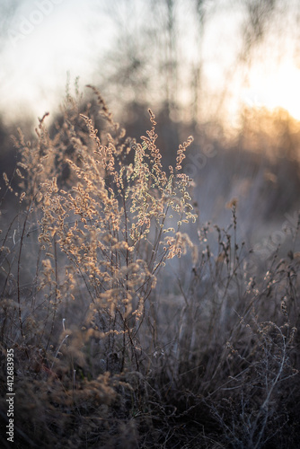grass  in the forest at sunset