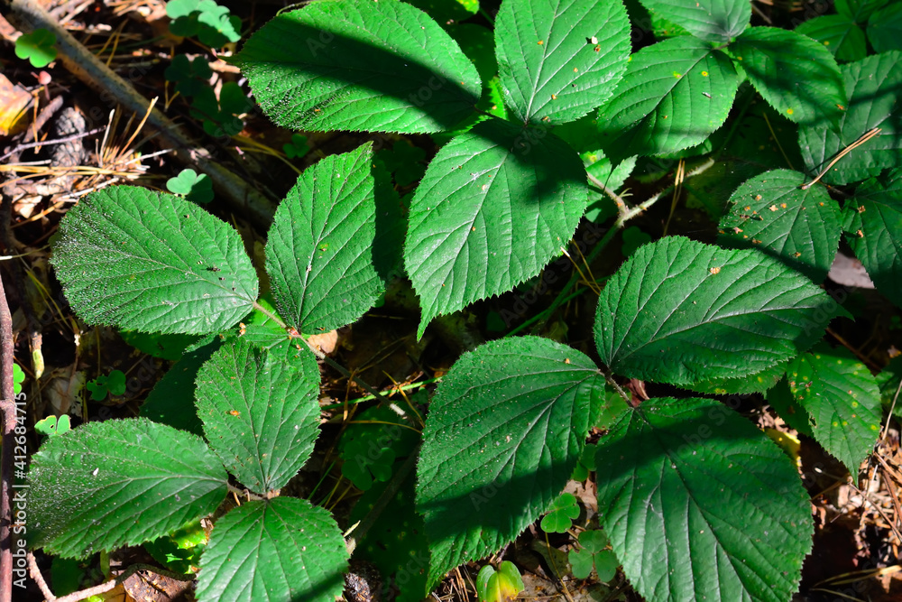 Green blackberry leaves in the bright sunlight. Beautiful natural background Green blackberry leaves in the bright sunlight. Beautiful natural background