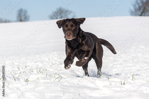 Hund spielt im Schnee