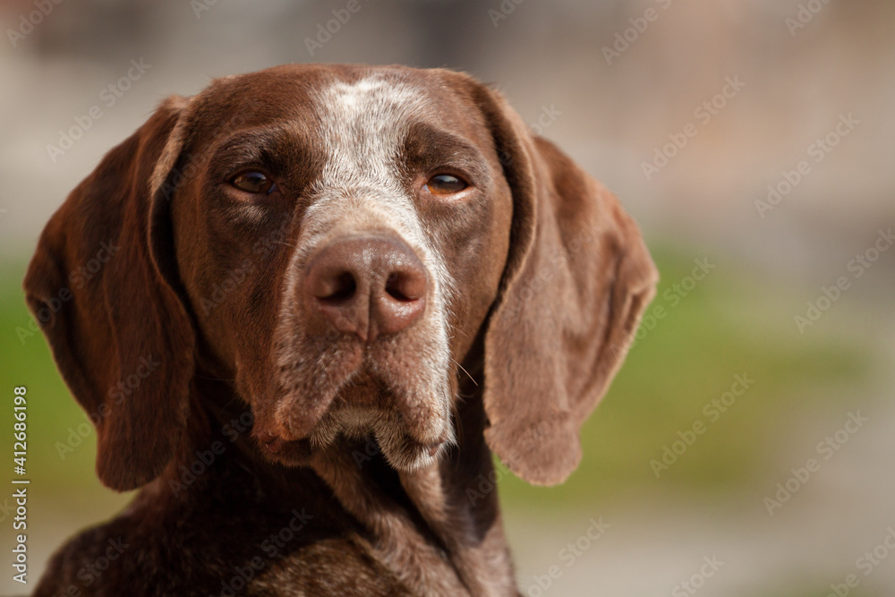 lovely german shorthaired pointer hunting dog close up portrait on a field