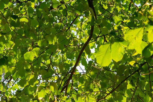 green leafs