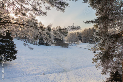 Evening in the winter park. Pavlovsk, the vicinity of St. Petersburg. Russia