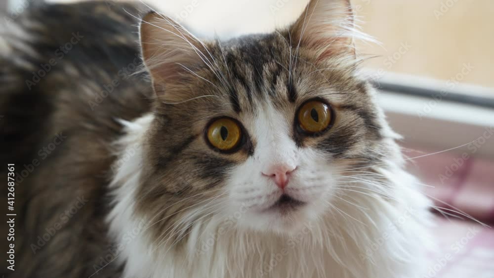Cute Fluffy Cat with Beautiful Red Eyes Looks Into the Camera Lying on the Litter at Home on the Windowsill. Love for Pets. Close-up. Cute Fluffy Cat with Beautiful Red Eyes Looks Into the Camera Lying on the Litter at Home on the Windowsill. Love for Pets. Close-up.