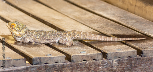 Bearded dragon