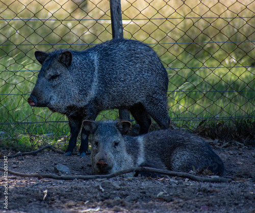 Pecarí pigs