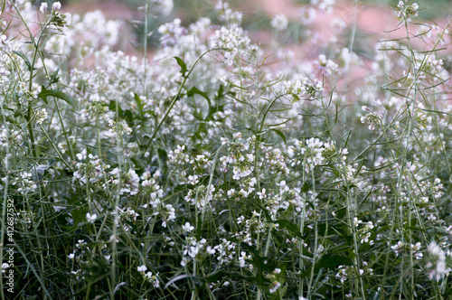 White flowers and green grass