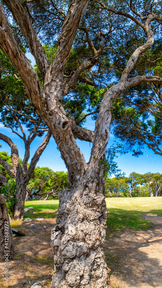 Mornington Peninsula National Park trees on a beautiful day, Australia Mornington Peninsula National Park trees on a beautiful day, Australia