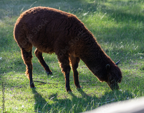 Alpaca eating grass