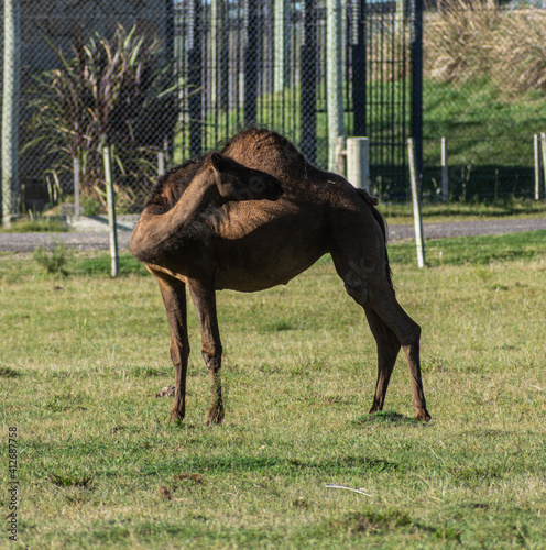 dromedary in the zoo