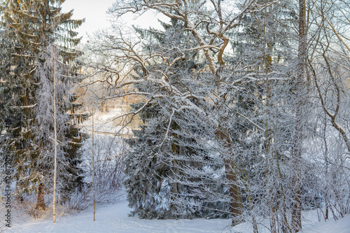 Evening in the winter park. Pavlovsk, the vicinity of St. Petersburg. Russia