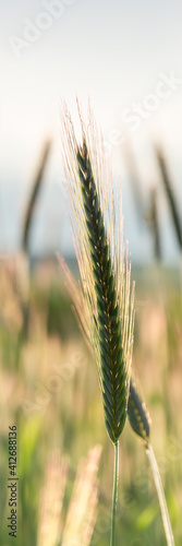 Ears of golden wheat  close up. Summer vertical banner of ripening spikelet of agriculture field. Harvest  natural product.