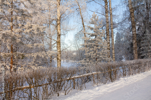 Evening in the winter park. Pavlovsk, the vicinity of St. Petersburg. Russia