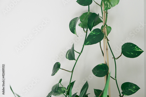 Beautiful Monstera Indoor House Plant Leaves With White Background. Light and dark green monstera leaves on indoor house plant. 