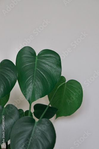 Beautiful Monstera Indoor House Plant Leaves With White Background. Light and dark green monstera leaves on indoor house plant. 