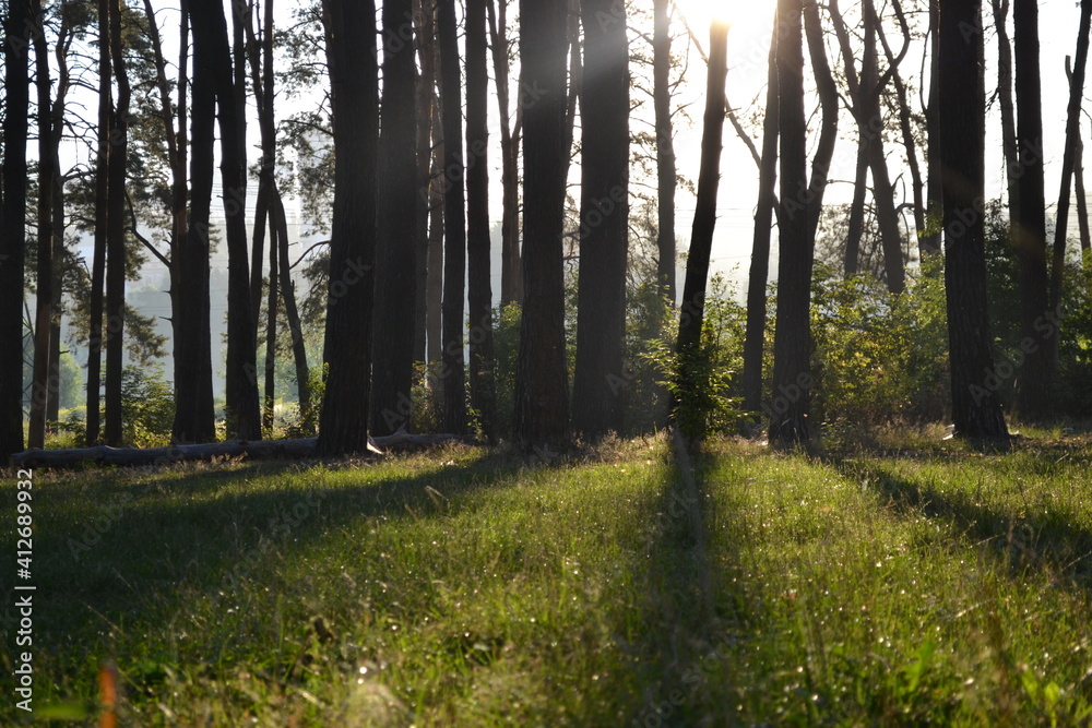 Naklejka premium Morning in the woods. Morning in the forest.