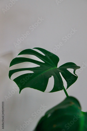 Beautiful Monstera Indoor House Plant Leaves With White Background. Light and dark green monstera leaves on indoor house plant. 