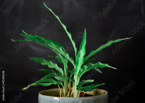 Indoor house plant with black background. Closeup of gorgeous jungle green house plant. 