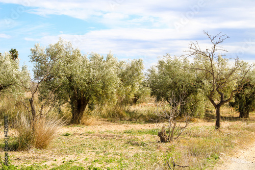 Beautiful Olive plantation in southern Spain