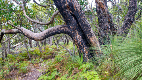 Vegetation and trees along the Cotters Lake Trail, Wilsons Promontory National Park, Australia